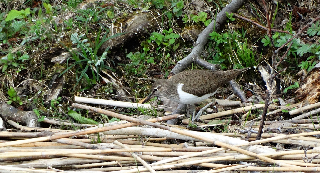 Brodziec piskliwy, brodziec krzykliwy, kuliczek piskliwy, piskliwiec (Actitis hypoleucos)