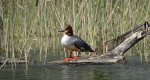 Nurogęś, tracz nurogęś (Mergus merganser)