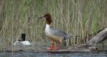 Nurogęś, tracz nurogęś (Mergus merganser)