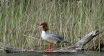 Nurogęś, tracz nurogęś (Mergus merganser)