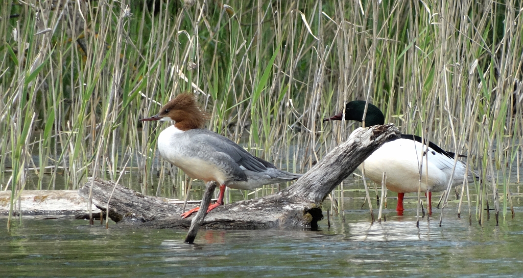 Nurogęś, tracz nurogęś (Mergus merganser)
