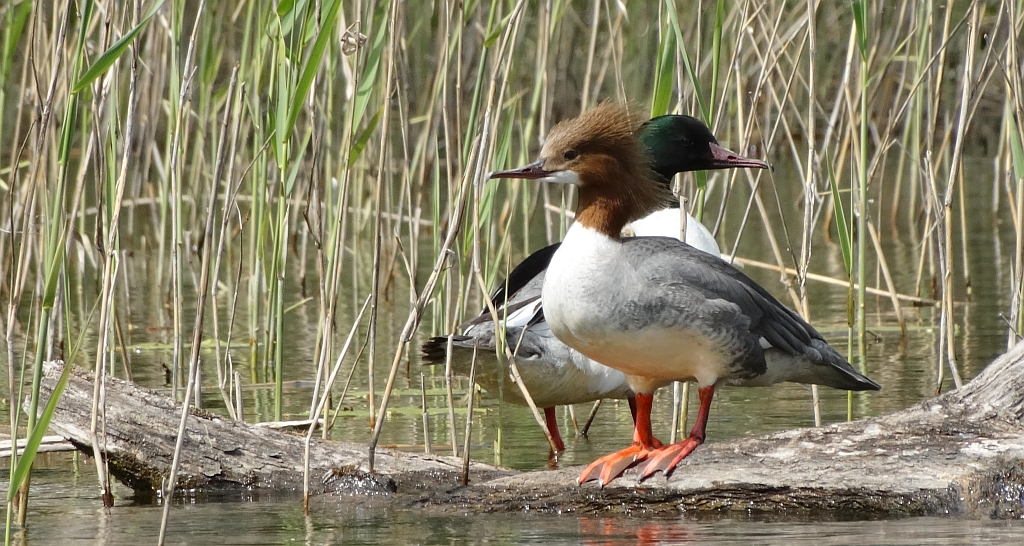 Nurogęś, tracz nurogęś (Mergus merganser)