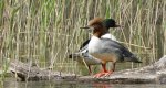 Nurogęś, tracz nurogęś (Mergus merganser)