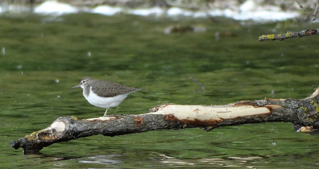 Brodziec piskliwy, brodziec krzykliwy, kuliczek piskliwy, piskliwiec (Actitis hypoleucos)
