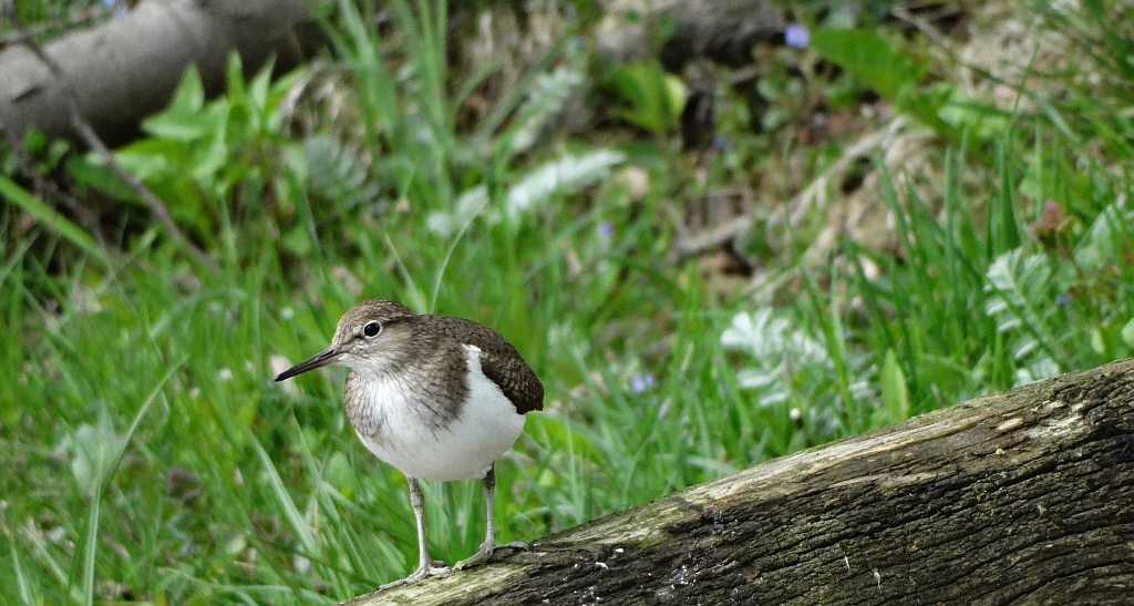 Brodziec piskliwy, brodziec krzykliwy, kuliczek piskliwy, piskliwiec (Actitis hypoleucos)
