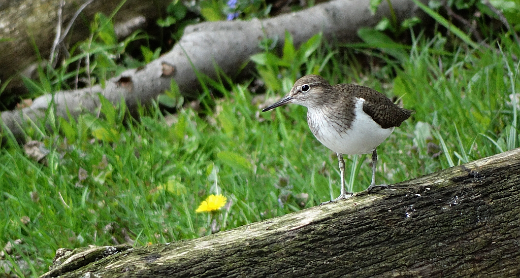 Brodziec piskliwy, brodziec krzykliwy, kuliczek piskliwy, piskliwiec (Actitis hypoleucos)