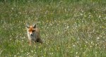 Lis, lis rudy, lis pospolity (Vulpes vulpes)