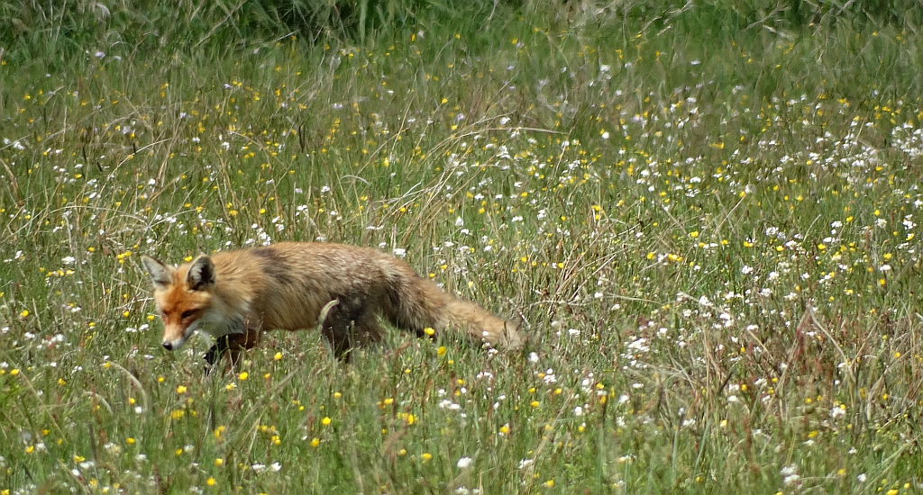 Lis, lis rudy, lis pospolity (Vulpes vulpes)