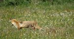 Lis, lis rudy, lis pospolity (Vulpes vulpes)