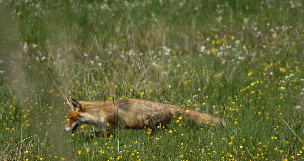 Lis, lis rudy, lis pospolity (Vulpes vulpes)