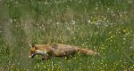 Lis, lis rudy, lis pospolity (Vulpes vulpes)