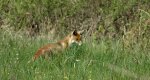 Lis, lis rudy, lis pospolity (Vulpes vulpes)