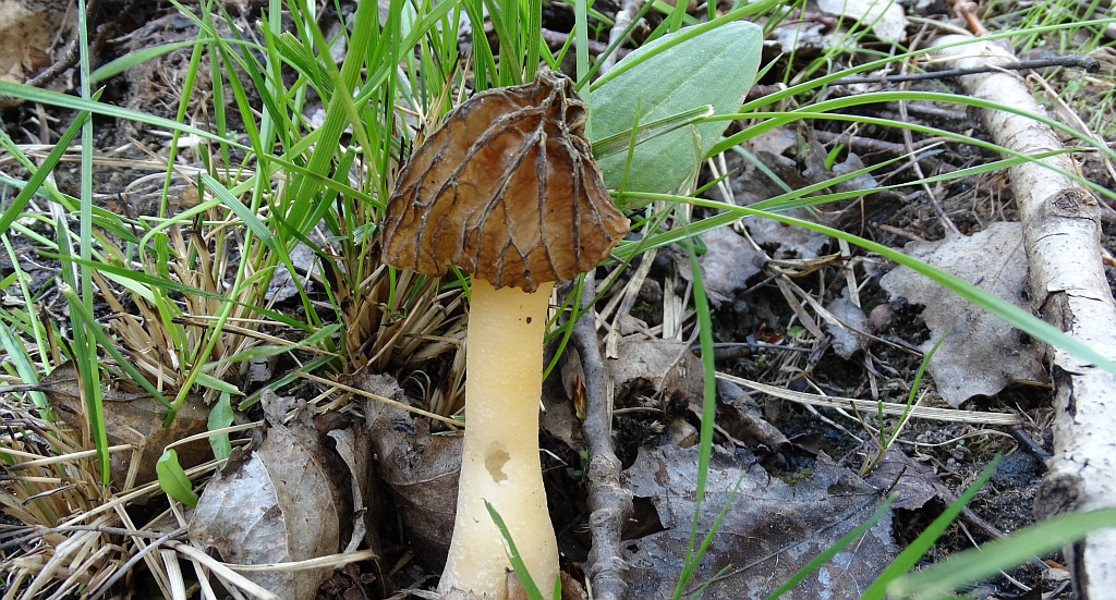 Mitrówka półwolna,  smardz półwolny (Morchella semilibera)