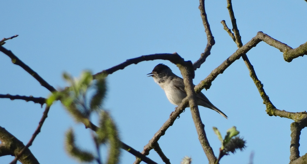Kapturka, pokrzewka czarnołbista, pokrzewka czarnogłowa (Sylvia atricapilla)