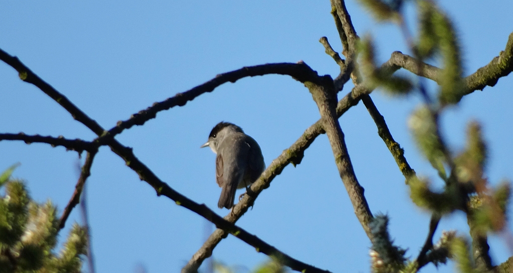 Kapturka, pokrzewka czarnołbista, pokrzewka czarnogłowa (Sylvia atricapilla)