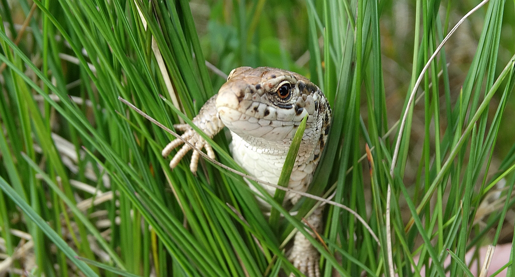 Jaszczurka zwinka (Lacerta agilis)