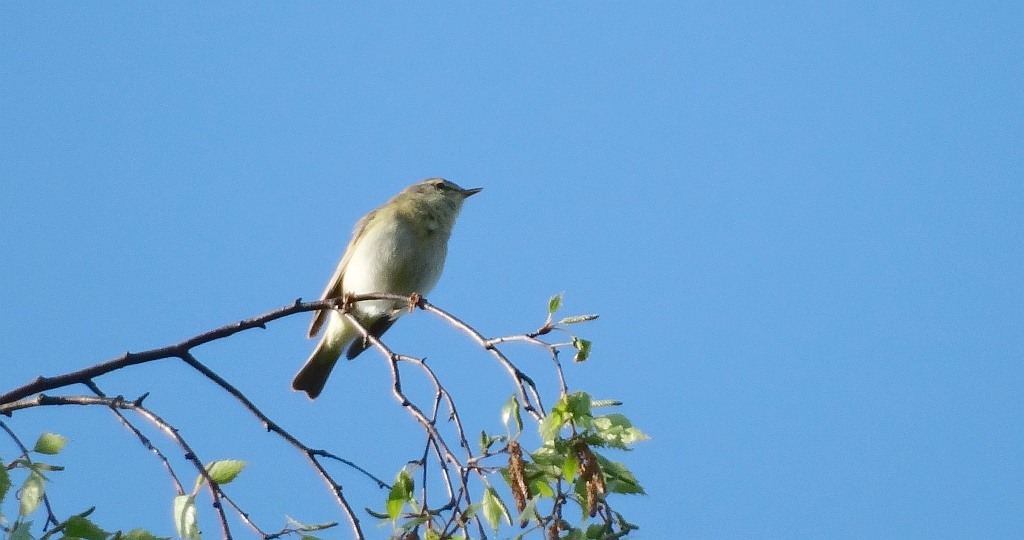 Pierwiosnek, pierwiosnek zwyczajny (Phylloscopus collybita)