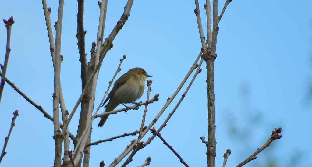 Pierwiosnek, pierwiosnek zwyczajny (Phylloscopus collybita)