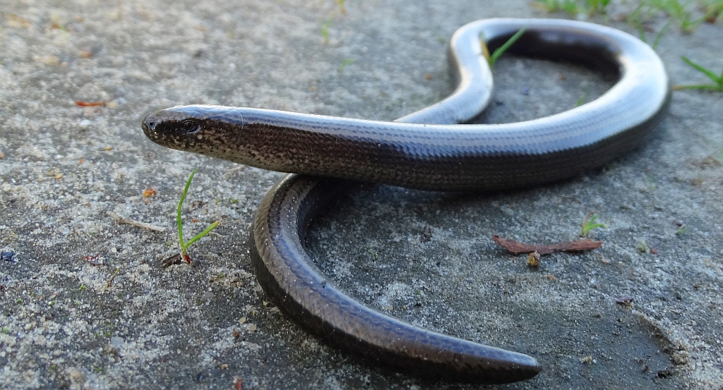 Padalec zwyczajny (Anguis fragilis)