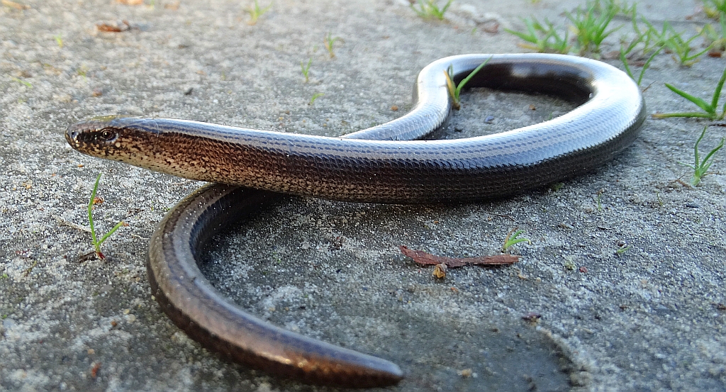 Padalec zwyczajny (Anguis fragilis)