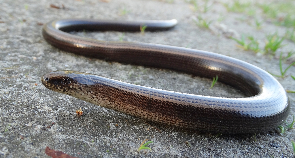 Padalec zwyczajny (Anguis fragilis)