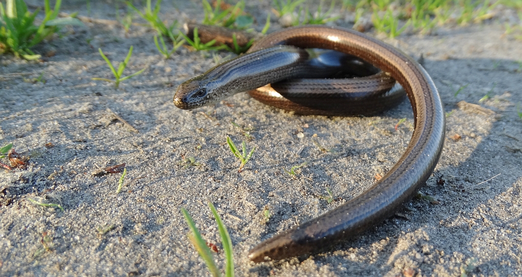Padalec zwyczajny (Anguis fragilis)