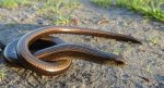 Padalec zwyczajny (Anguis fragilis)