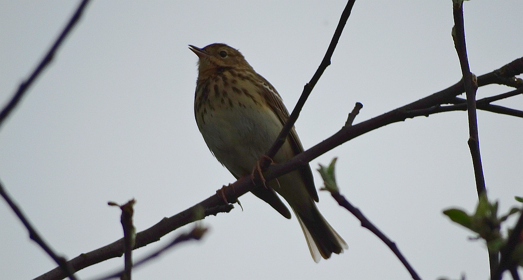 Świergotek drzewny (Anthus trivialis)
