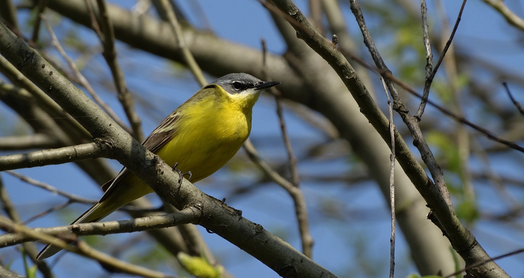 Pliszka żółta, wolarka (Motacilla flava)