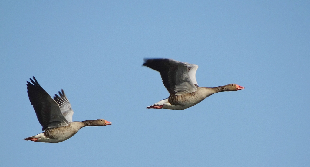 Gęgawa, gęś gęgawa (Anser anser)