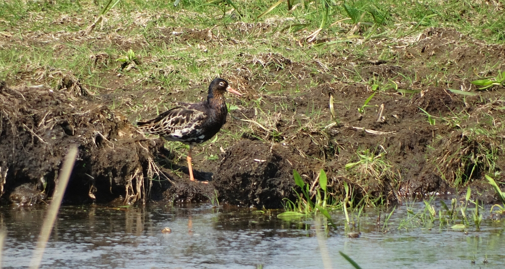 Batalion, bojownik batalion, bojownik zmienny, biegus bojownik, bojownik odmienny (Calidris pugnax)