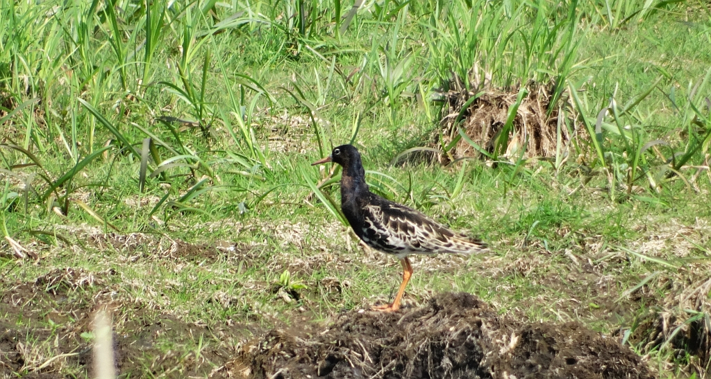 Batalion, bojownik batalion, bojownik zmienny, biegus bojownik, bojownik odmienny (Calidris pugnax)