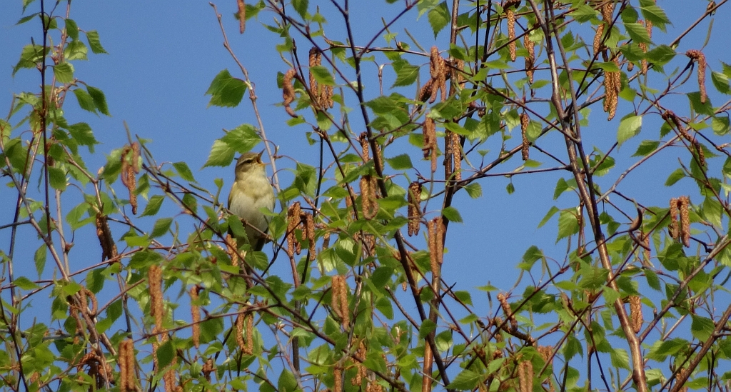 Świstunka leśna (Phylloscopus sibilatrix)
