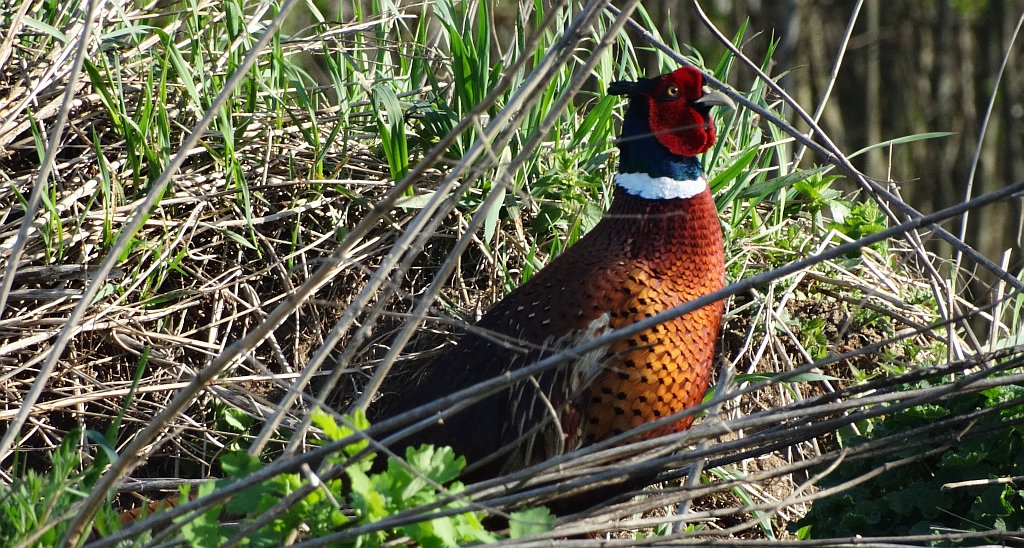 Bażant zwyczajny, bażant szlachetny, bażant (Phasianus colchicus)