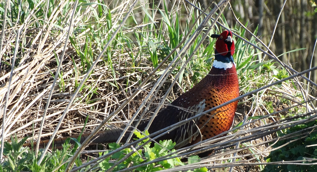 Bażant zwyczajny, bażant szlachetny, bażant (Phasianus colchicus)