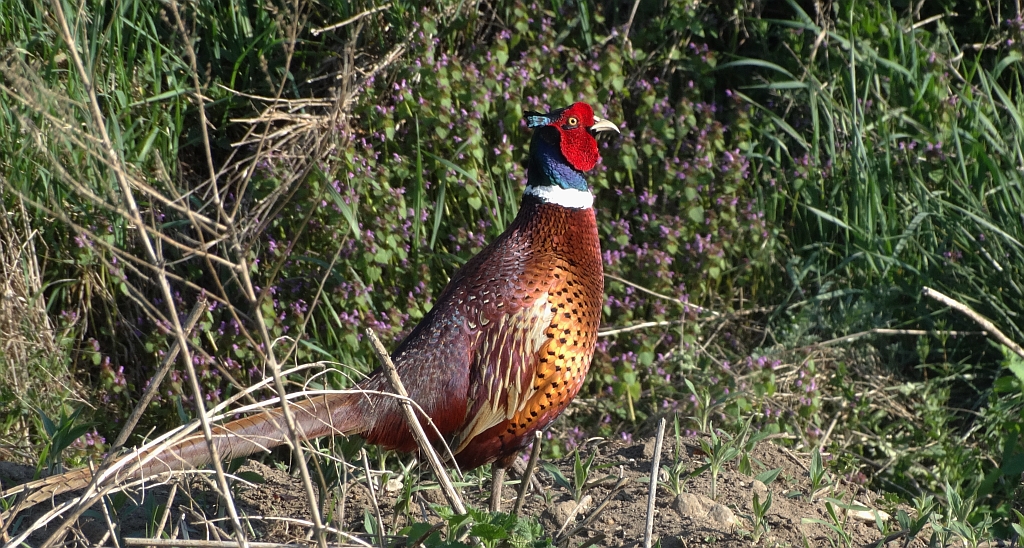 Bażant zwyczajny, bażant szlachetny, bażant (Phasianus colchicus)