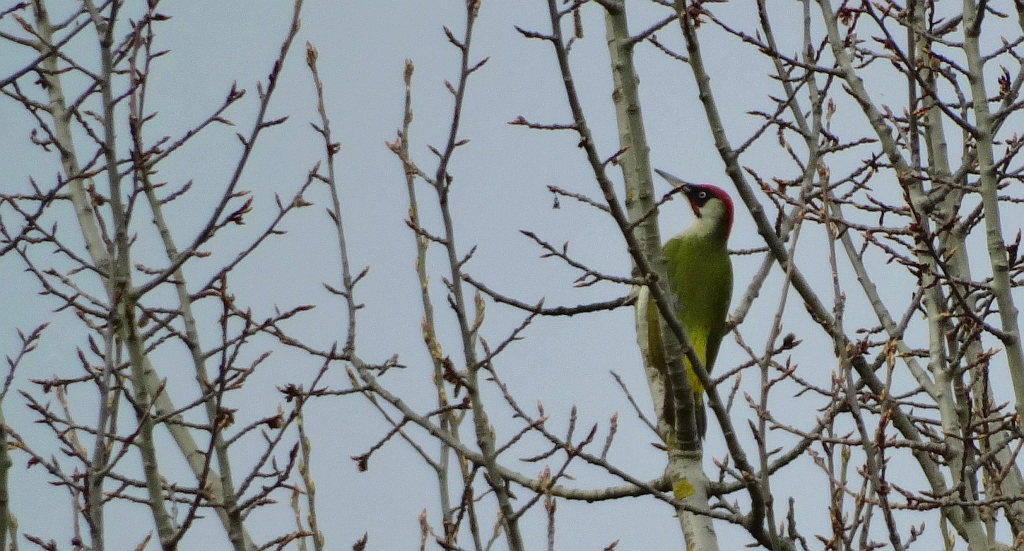 Dzięcioł zielony (Picus viridis)