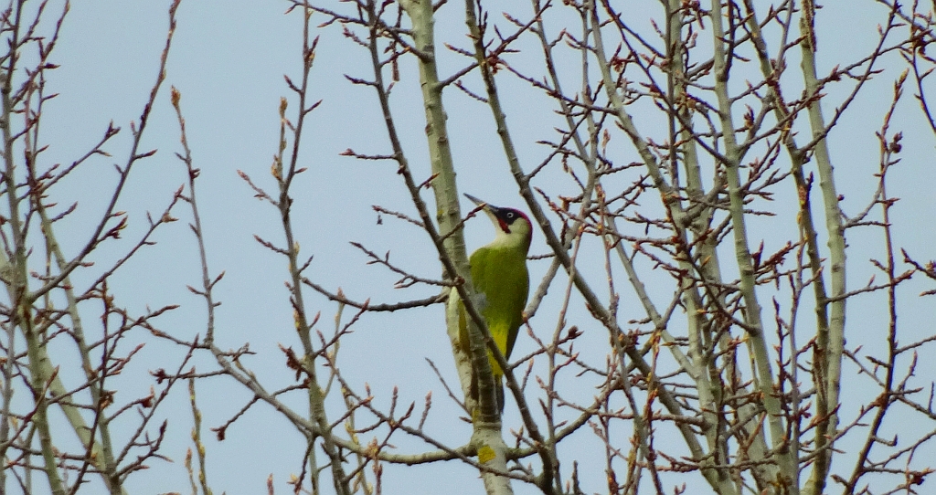 Dzięcioł zielony (Picus viridis)