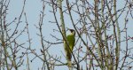 Dzięcioł zielony (Picus viridis)