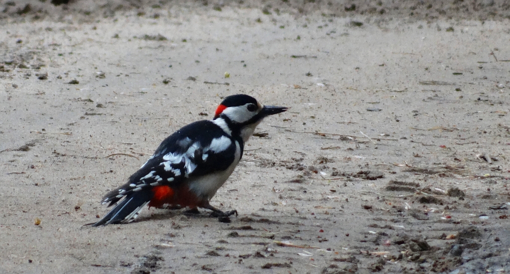 Dzięcioł duży (Dendrocopos major)