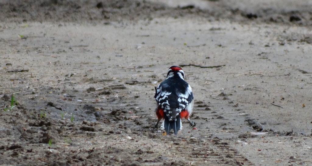 Dzięcioł duży (Dendrocopos major)