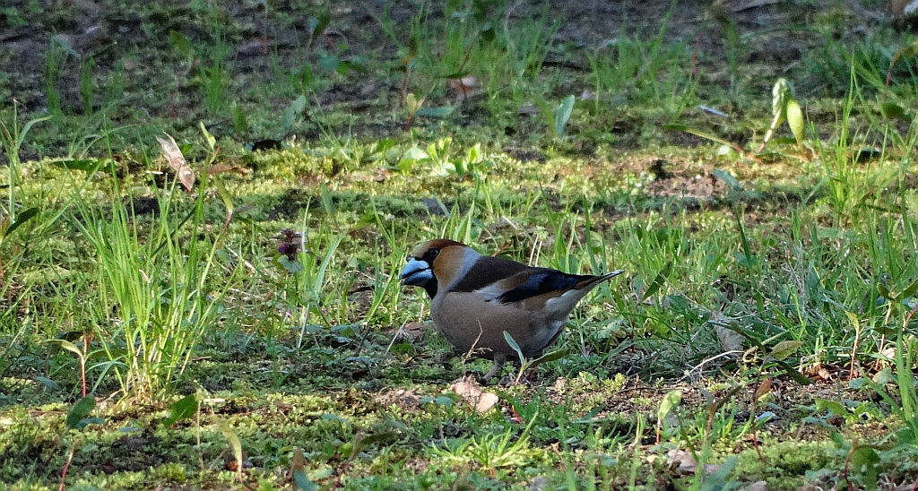 Grubodziób zwyczajny, grubodziób, pestkojad, grabołusk (Coccothraustes coccothraustes)