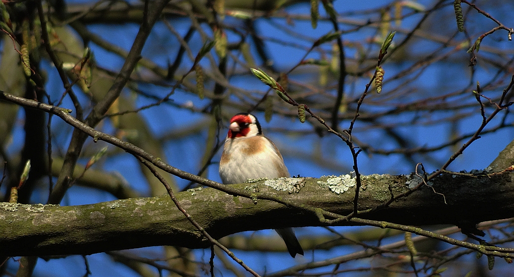 Szczygieł (Carduelis carduelis)