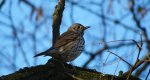 Drozd śpiewak (Turdus philomelos)