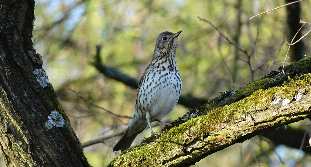 Drozd śpiewak (Turdus philomelos)