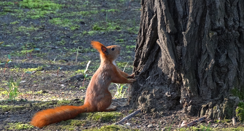 Wiewiórka pospolita, wiewiórka ruda (Sciurus vulgaris)