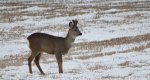 Sarna europejska, sarna (Capreolus capreolus)