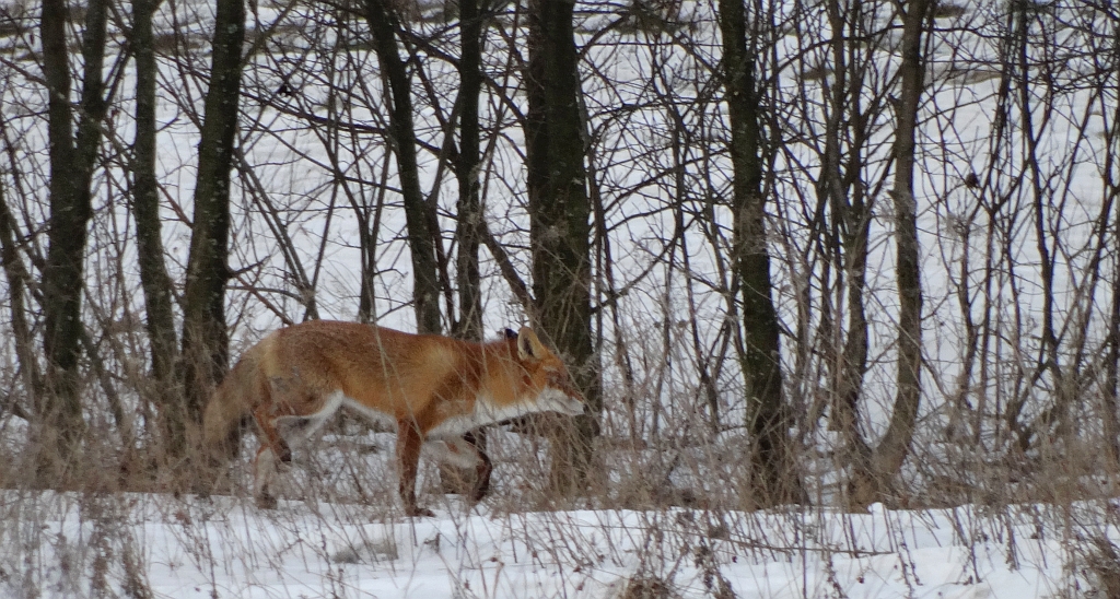 Lis, lis rudy, lis pospolity (Vulpes vulpes)