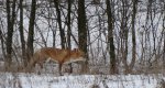 Lis, lis rudy, lis pospolity (Vulpes vulpes)