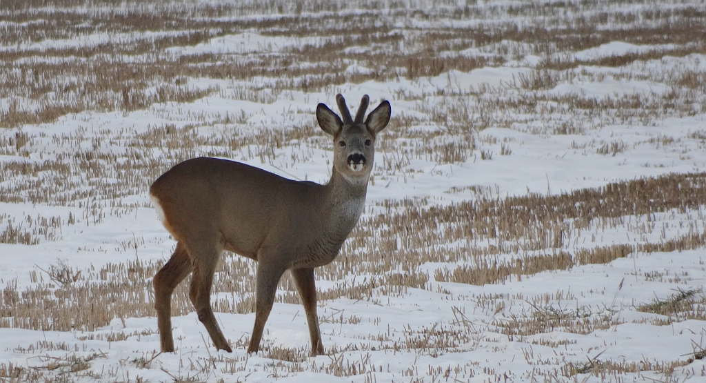 Sarna europejska, sarna (Capreolus capreolus)